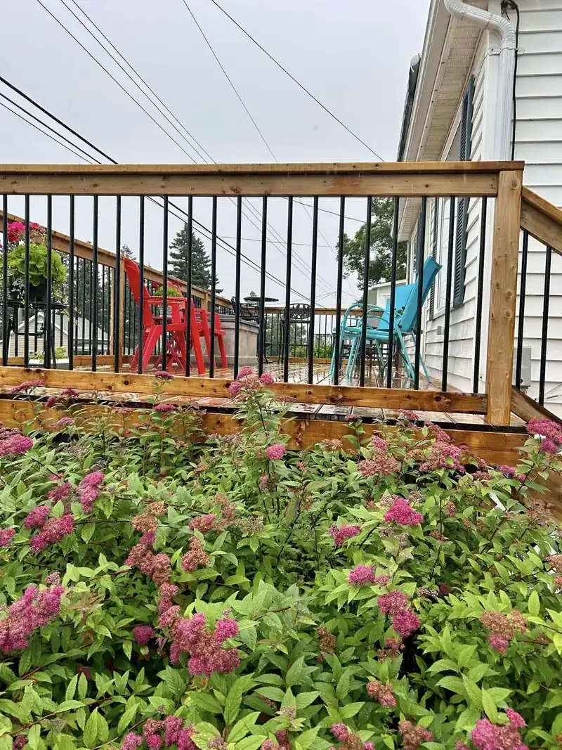 A deck rail with black balusters above a bed of hydrangeas in flower.